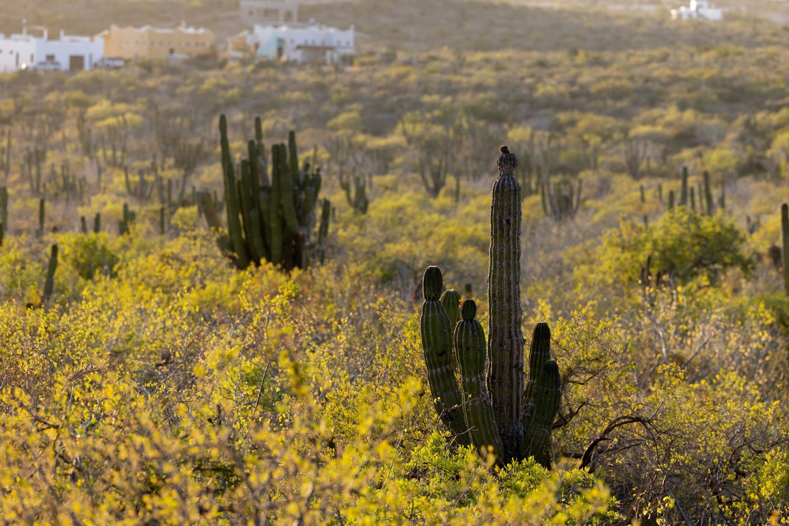 The Baja desert in Cabo san Lucas