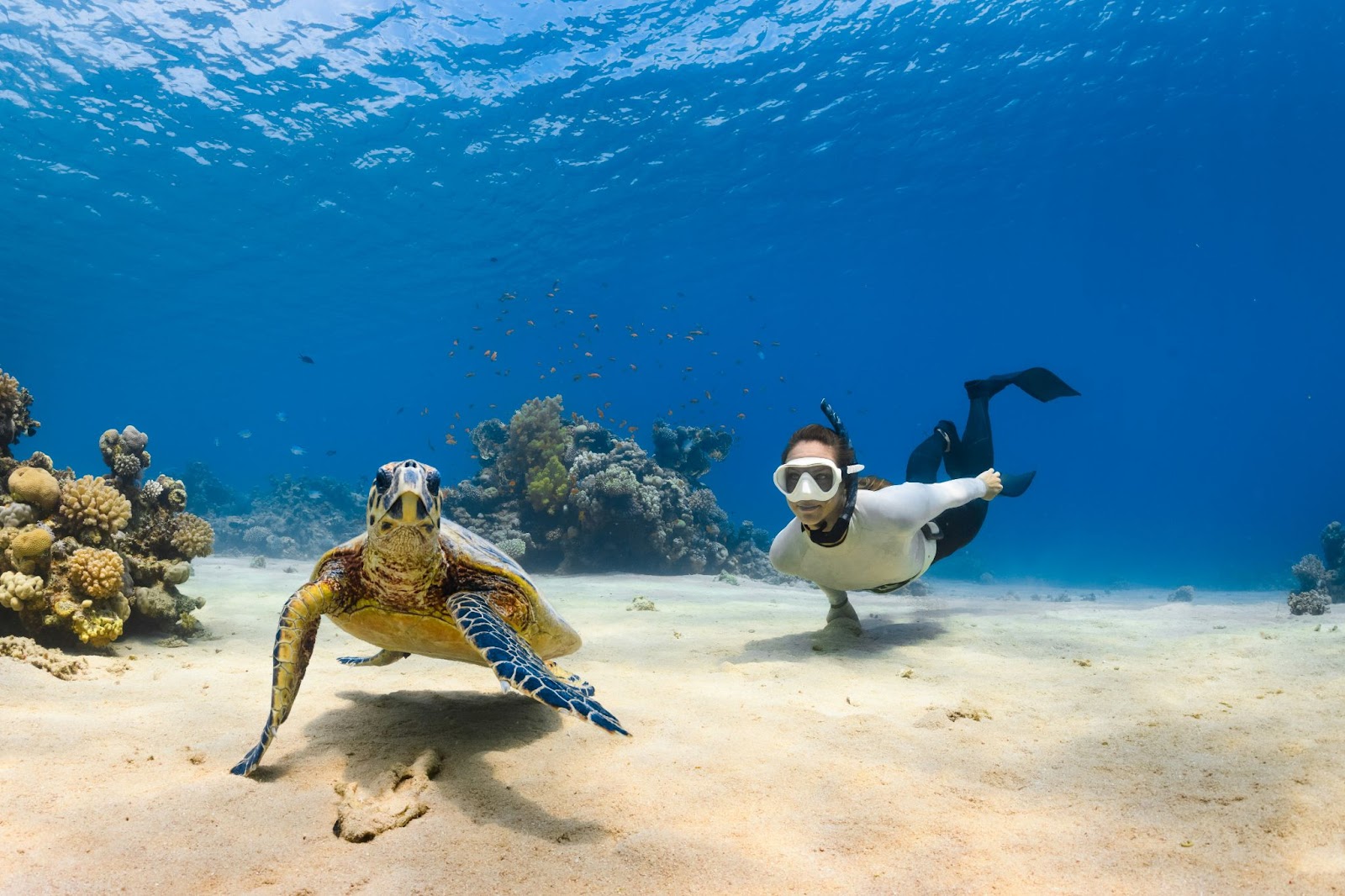 Scuba diving and snorkeling offers a true adventure in Cabo san Lucas