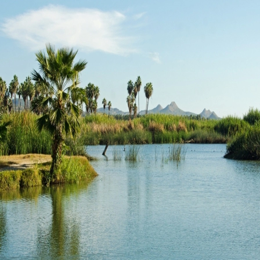 San José del Cabo Estuary – A Birdwatcher’s Paradise