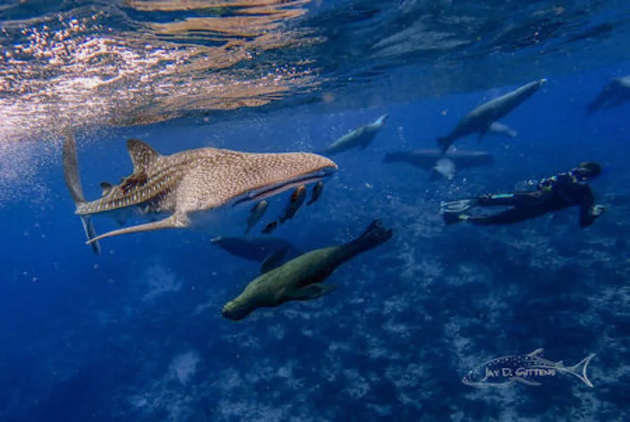 8. Visit Cabo Pulmo Marine Park