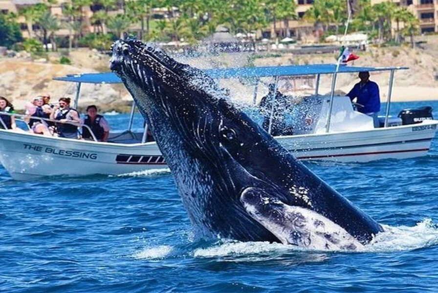 Whale Watching Season (December to mid-April)
