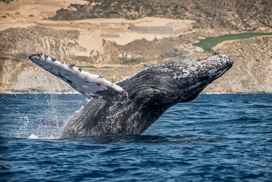 3. Whale Watching Season (December to April)