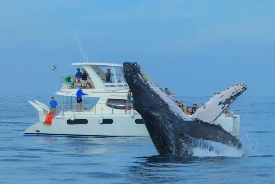 5. Whale Watching Adventure (Seasonal)