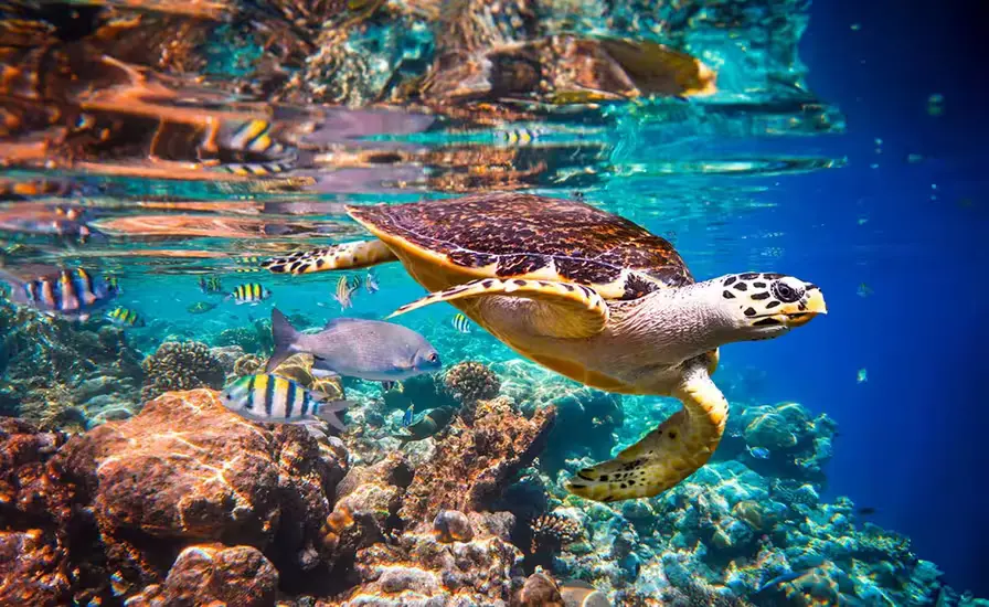 Colorful Fish and Marine Life