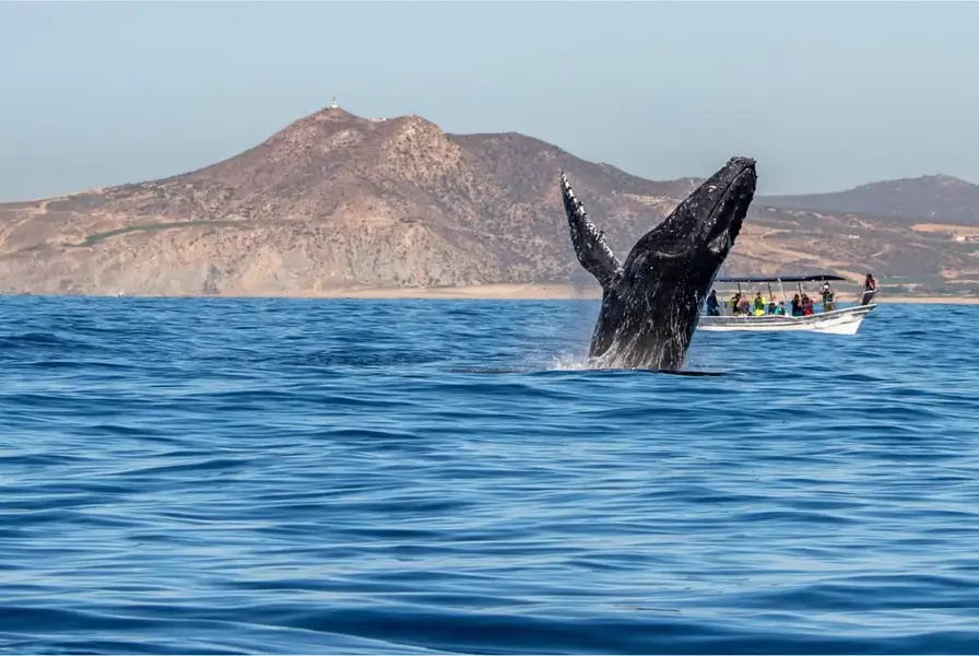 Private Whale Watching Cabo