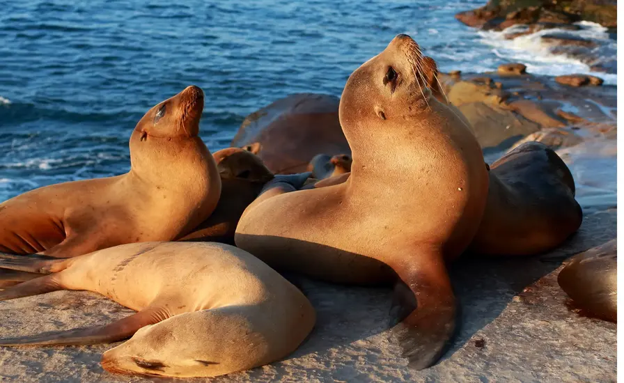 Sea Lion Colony at Land’s End