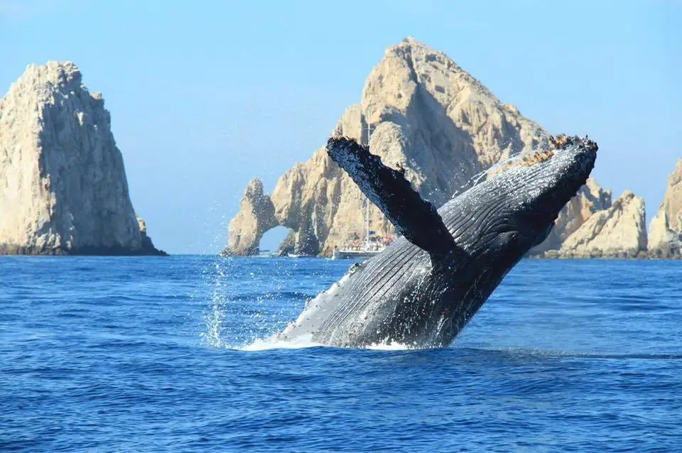 Whale Watching