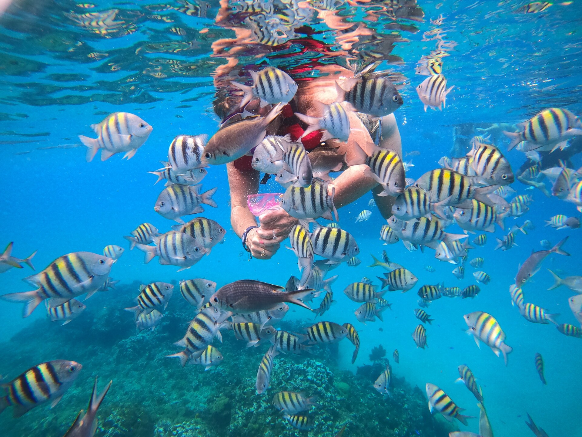 underwater-snorkeling-los-cabos-marine-life