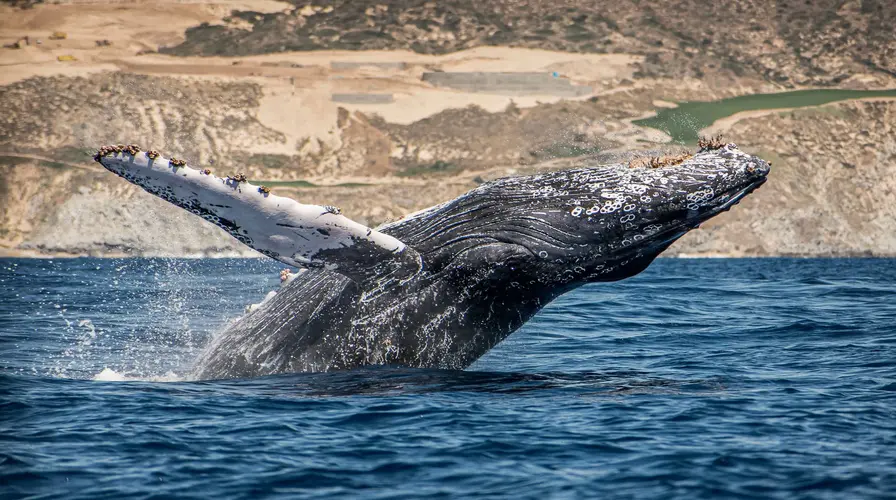 Whale Watching in Cabo - Popular Activities in Los Cabos and Cabo San Lucas