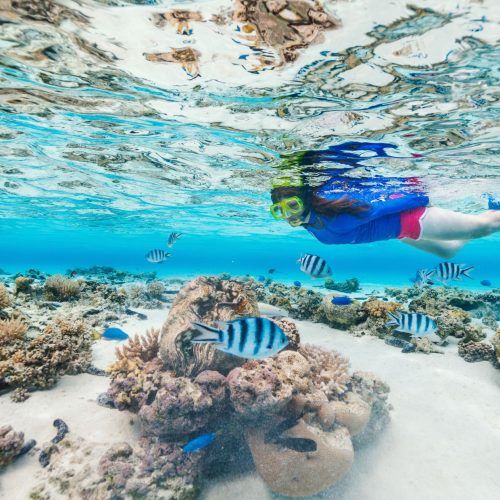 boat trips los cabos snorkeling-infinity 45