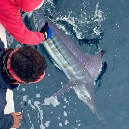 professional-fishing-equipment-los-cabos-deep sea