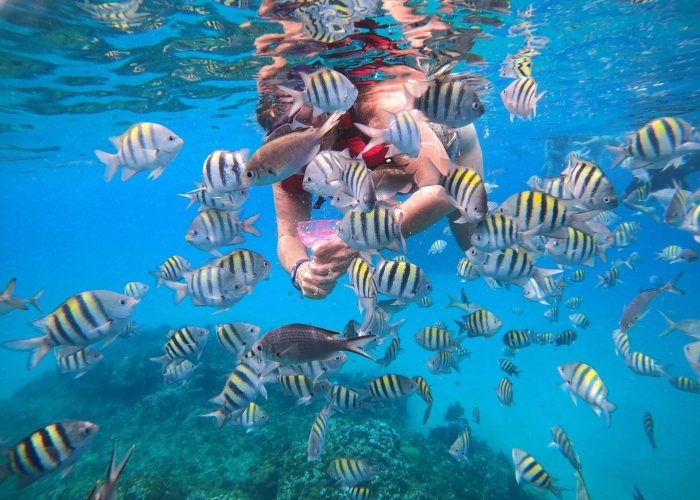 underwater-snorkeling-los-cabos-marine-life